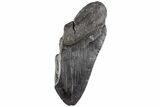 5.65" Partial Megalodon Tooth - South Carolina - #170597-1
